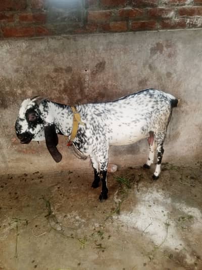 bakrid 4 dand ki hai