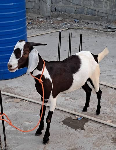 tapara Bakra for sale ghr ka Pala HOA Bakra hai 2daant khasi