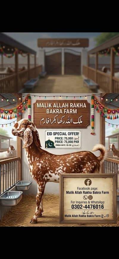 Eid 2026 Zinda Bakra per kg Rs 2000