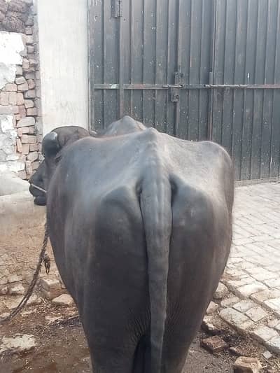 Home-raised goat for Qurbani, fed purely on natural food
