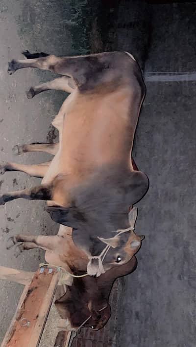 qurbani veera