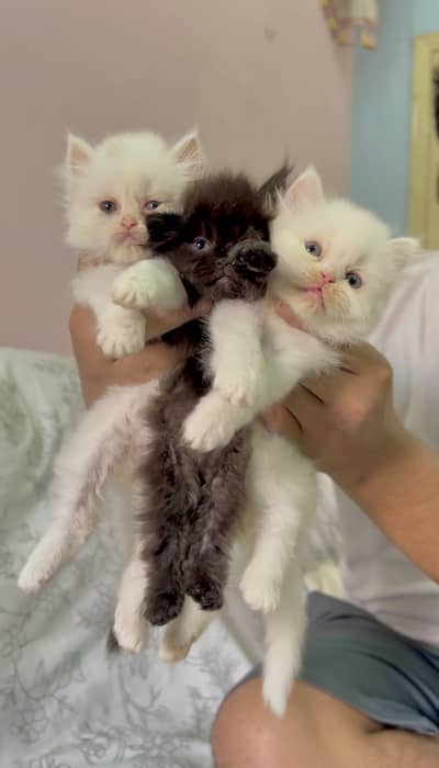 Persian Punch Face Kittens