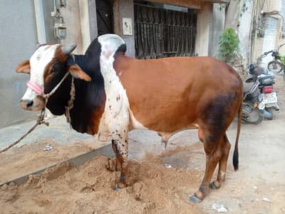 2dant bachra for sale