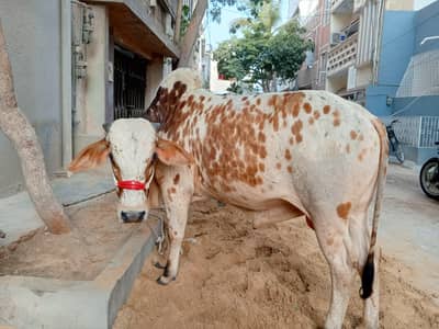 2dant bachra for sale
