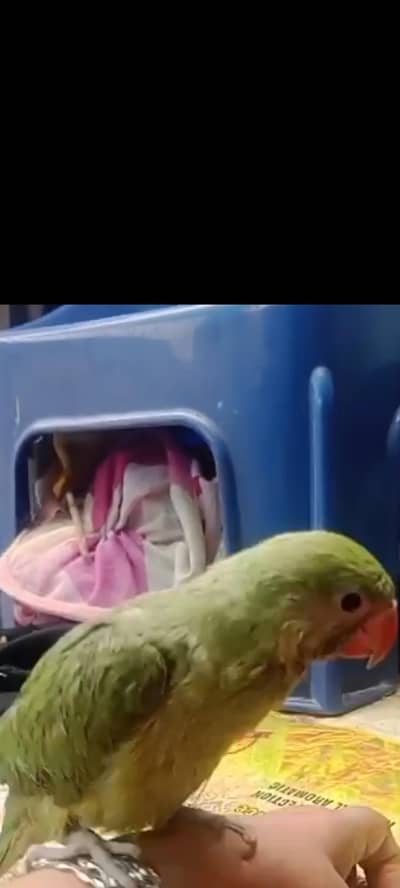 Green parrot for sale