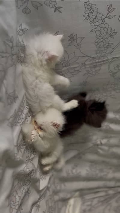 Persian Punch Face Kittens
