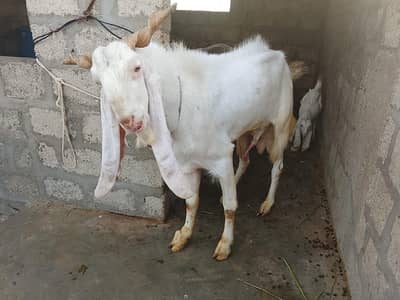 Pure Gulabi breader alhumdulillah asli or nasli