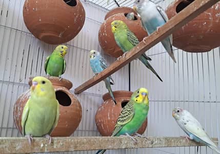 Austrailian Parrots