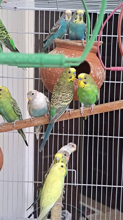 Austrailian Parrots