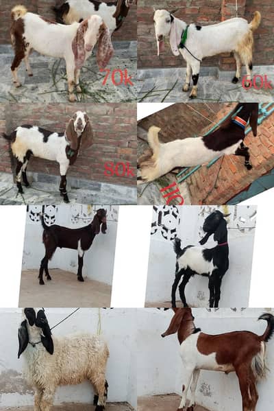 Bakra Qurbani