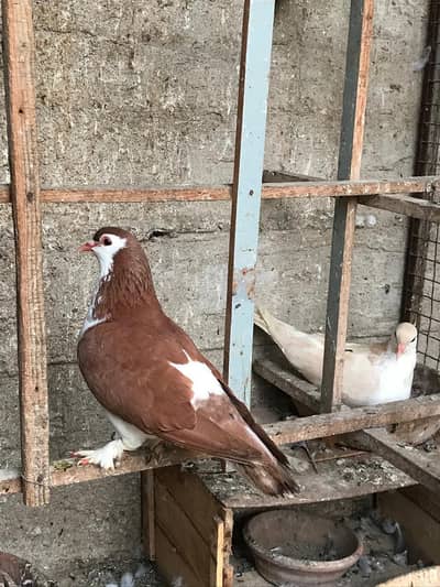 sharazi pegions 100% breeder pair for sale