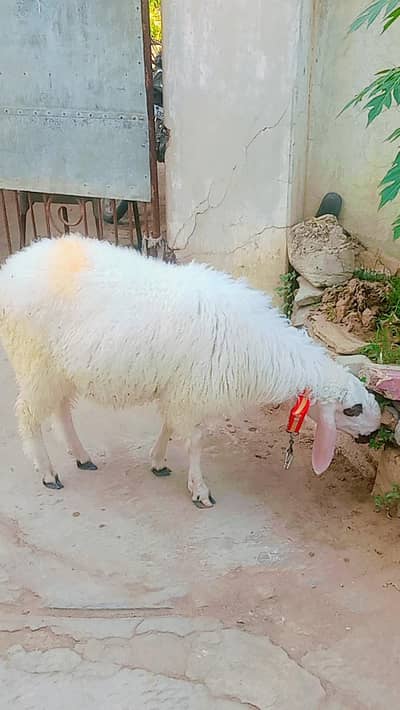 kajla dumba for sale 2 danth