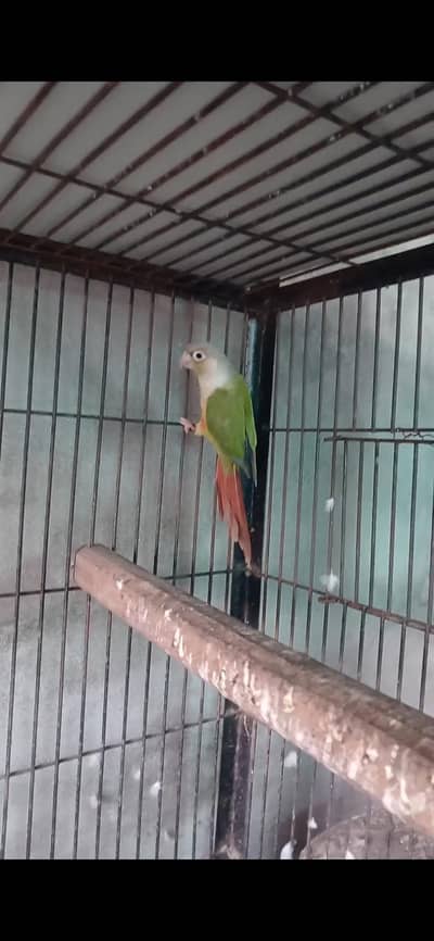pineapple counre Female