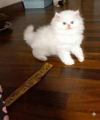 Peki kittens, Top Quality