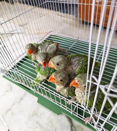 Ringneck Chicks