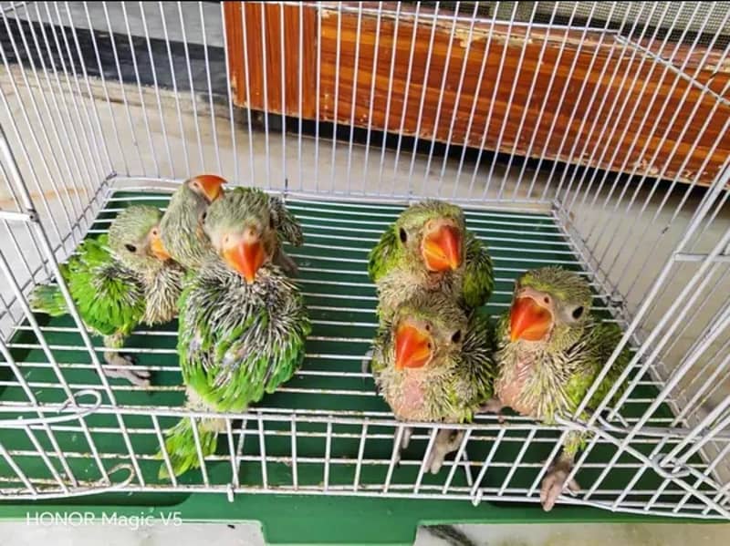Ringneck Chicks 1