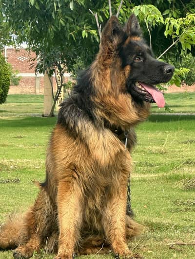 German Shepherd