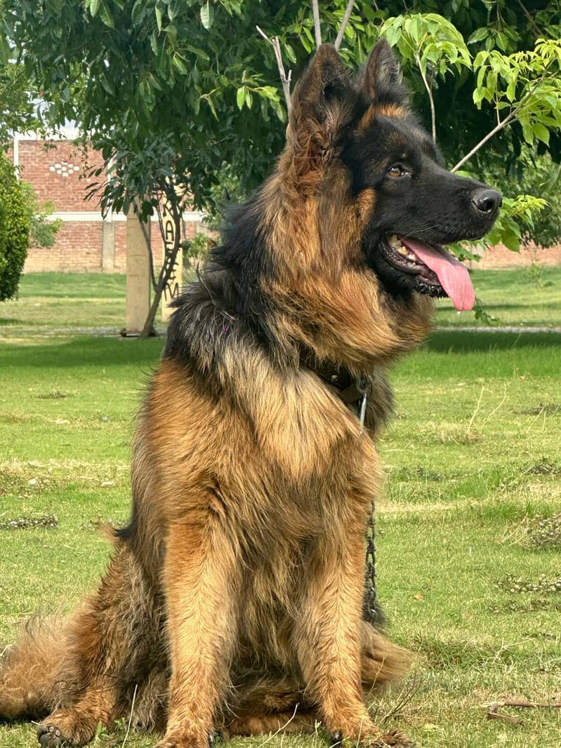 German Shepherd 0