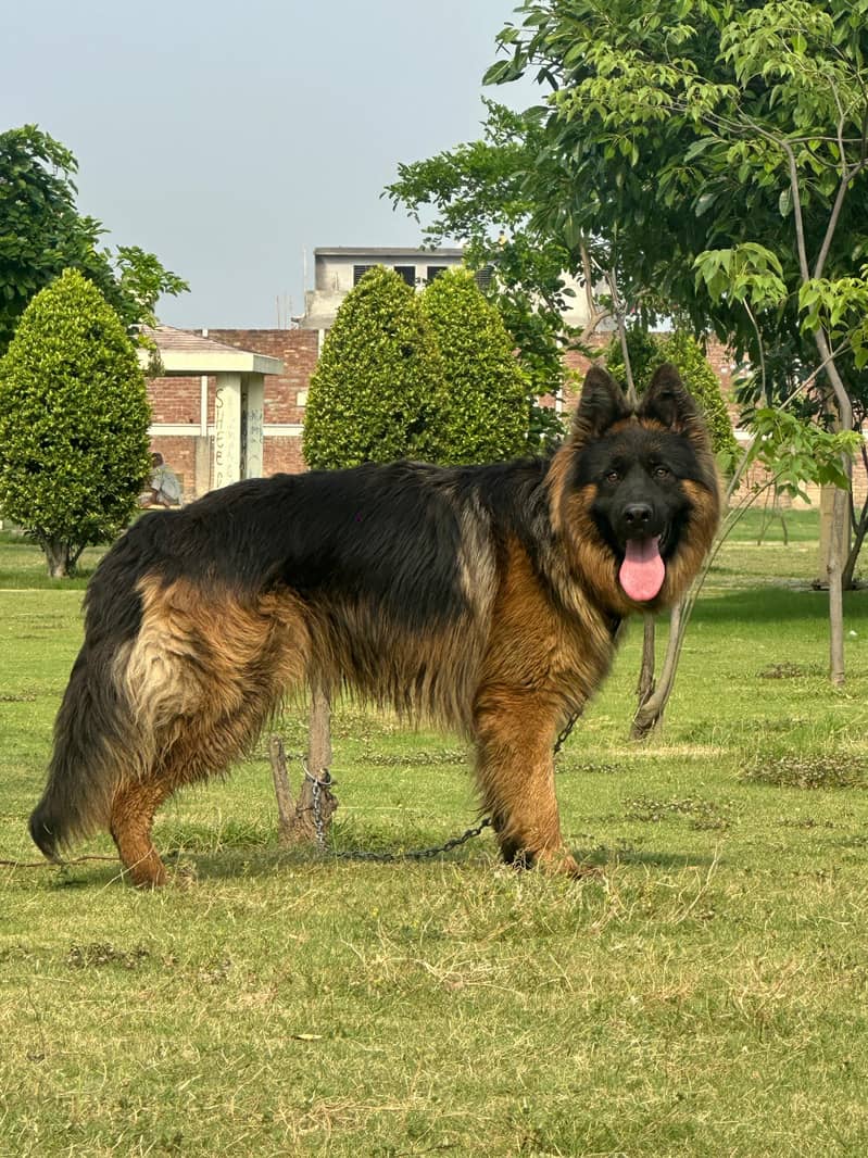 German Shepherd 1