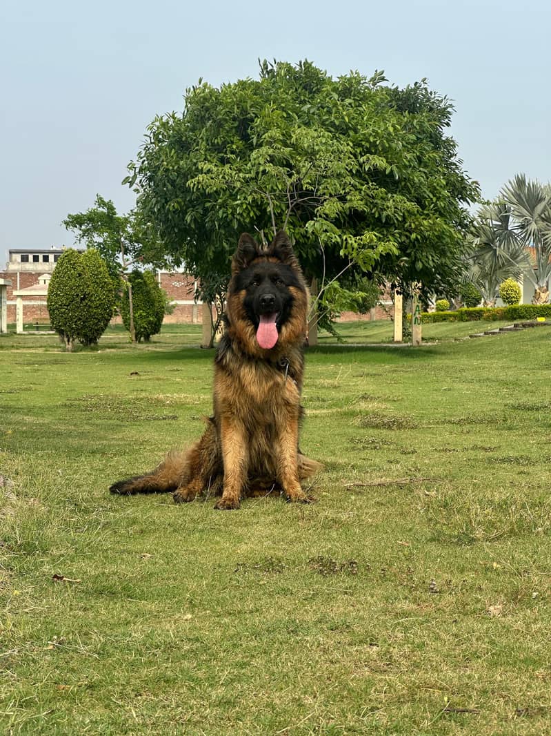 German Shepherd 2