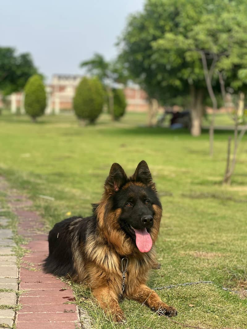 German Shepherd 3