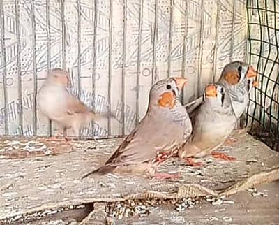 finhes pair & java available +cage
