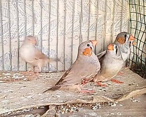 Finch pair & java available +cage 0