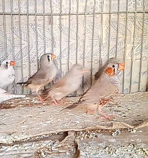 Finch pair & java available +cage 1