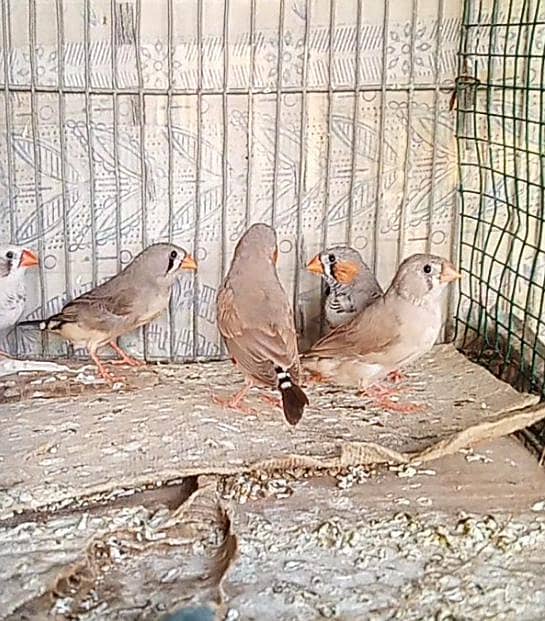 Finch pair & java available +cage 2
