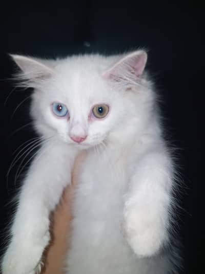 Persian male kitten for sale