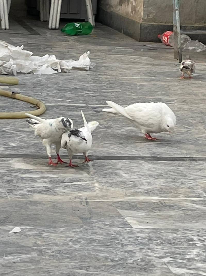 Breeder pair 3