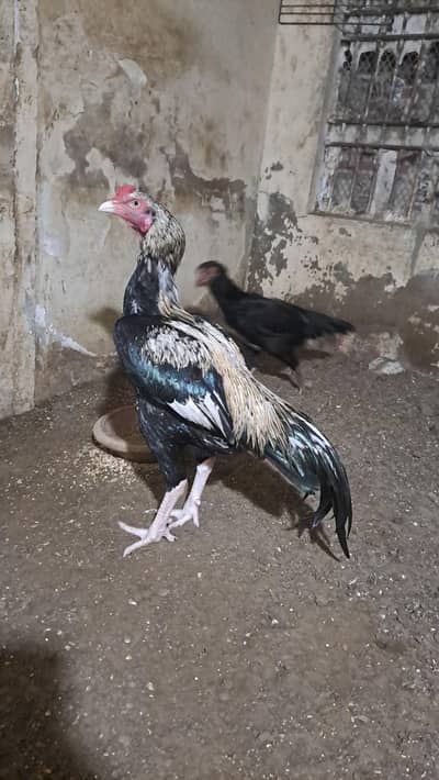 aseel jawaa weight 3500grm abhi saal kaa ni hoa