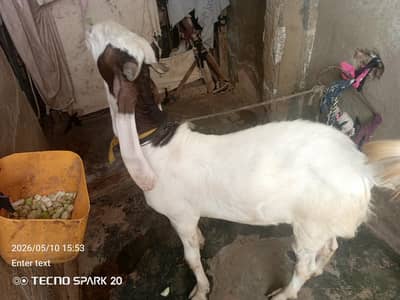 andu bakra 13 month