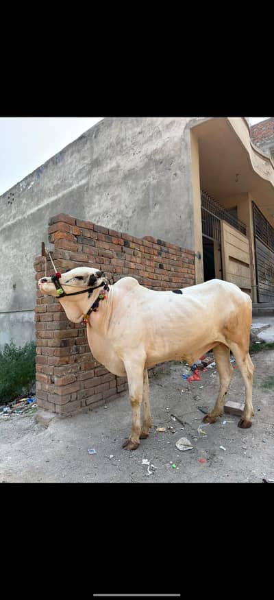 Qurbani bulls 2026