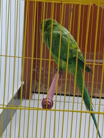parrot for sale 14 month gareen parrot bacha