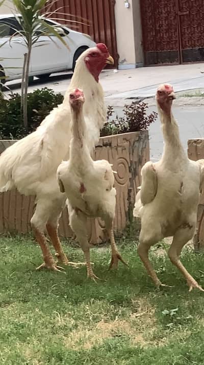 king shamo chicks/ko shamo/aseel shamo/swing neck/shamo