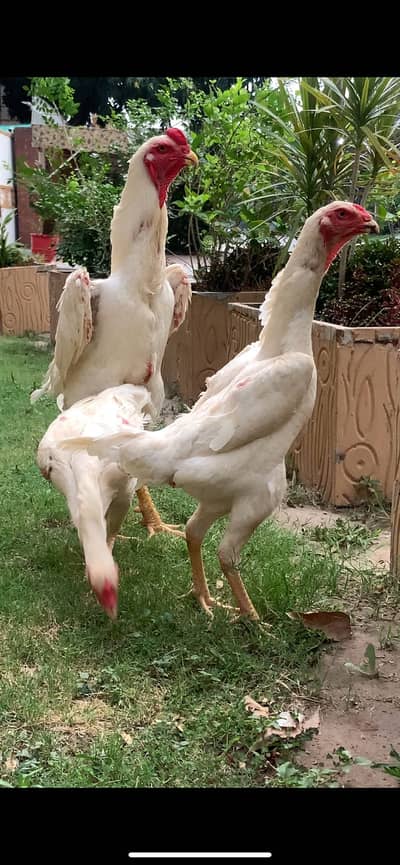 king shamo chicks/ko shamo/aseel shamo/swing neck/shamo