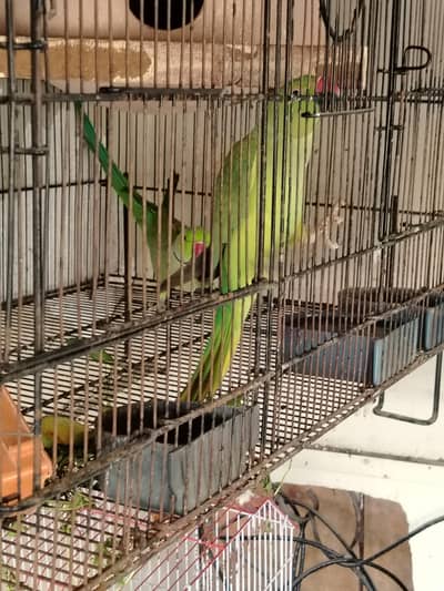 ringneck