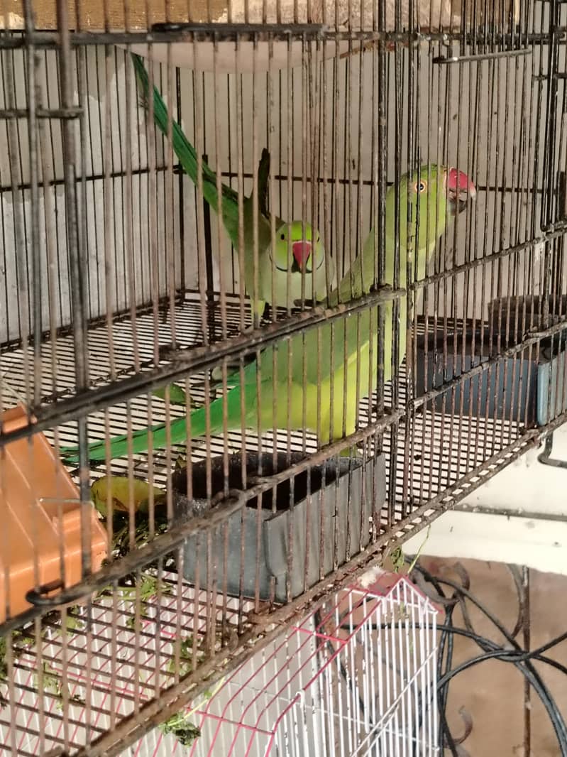 ringneck 1