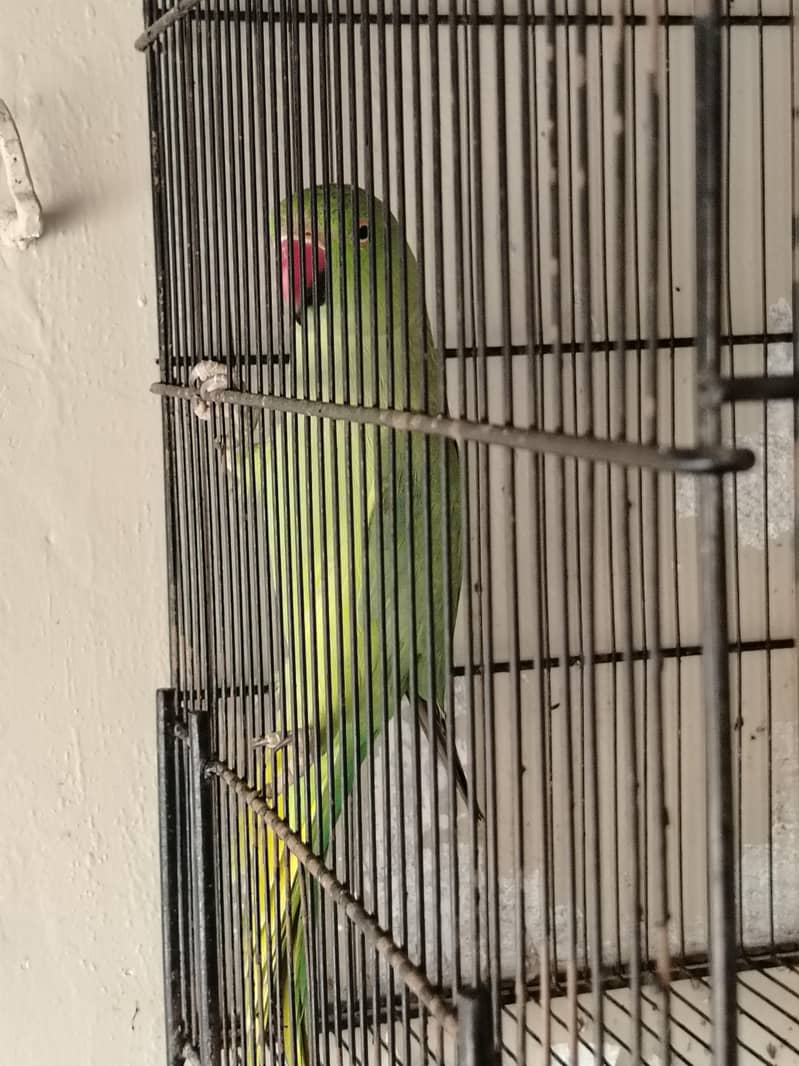 ringneck 2