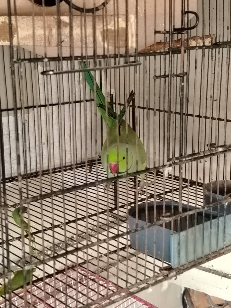 ringneck 3