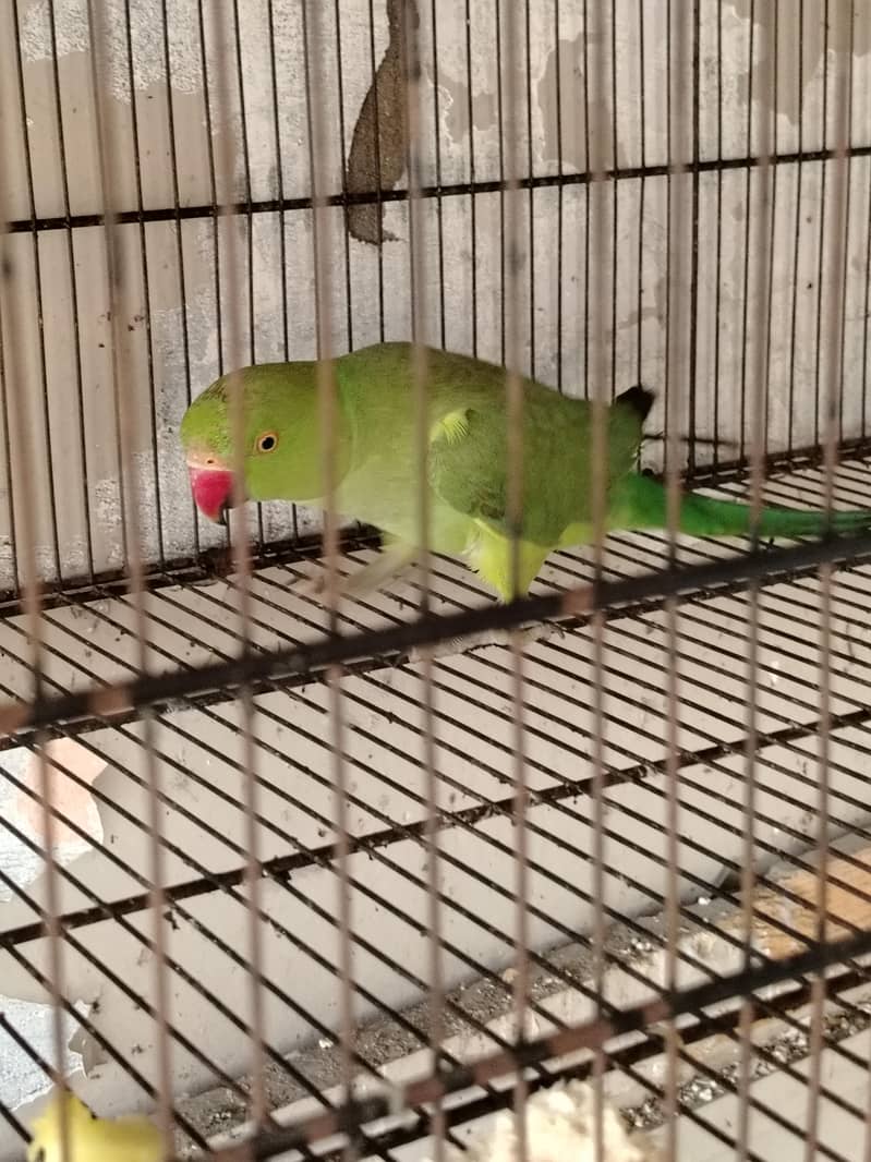 ringneck 4