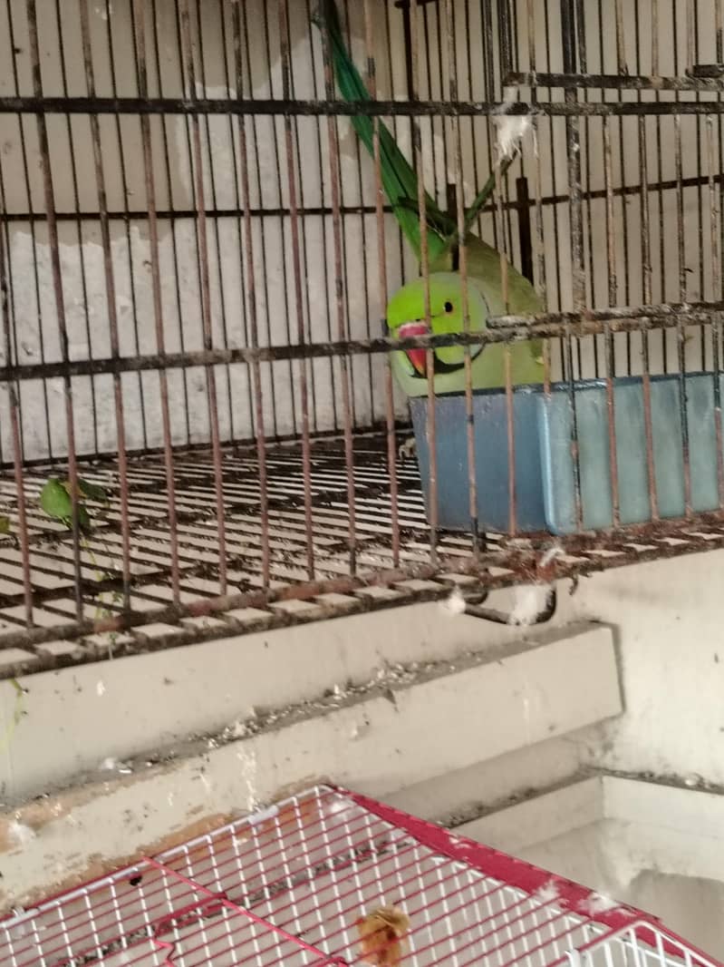 ringneck 5