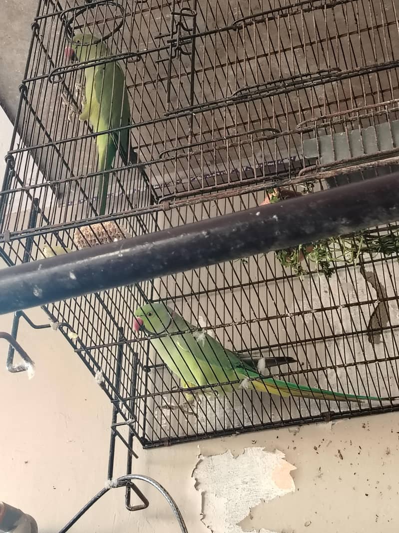 ringneck 6