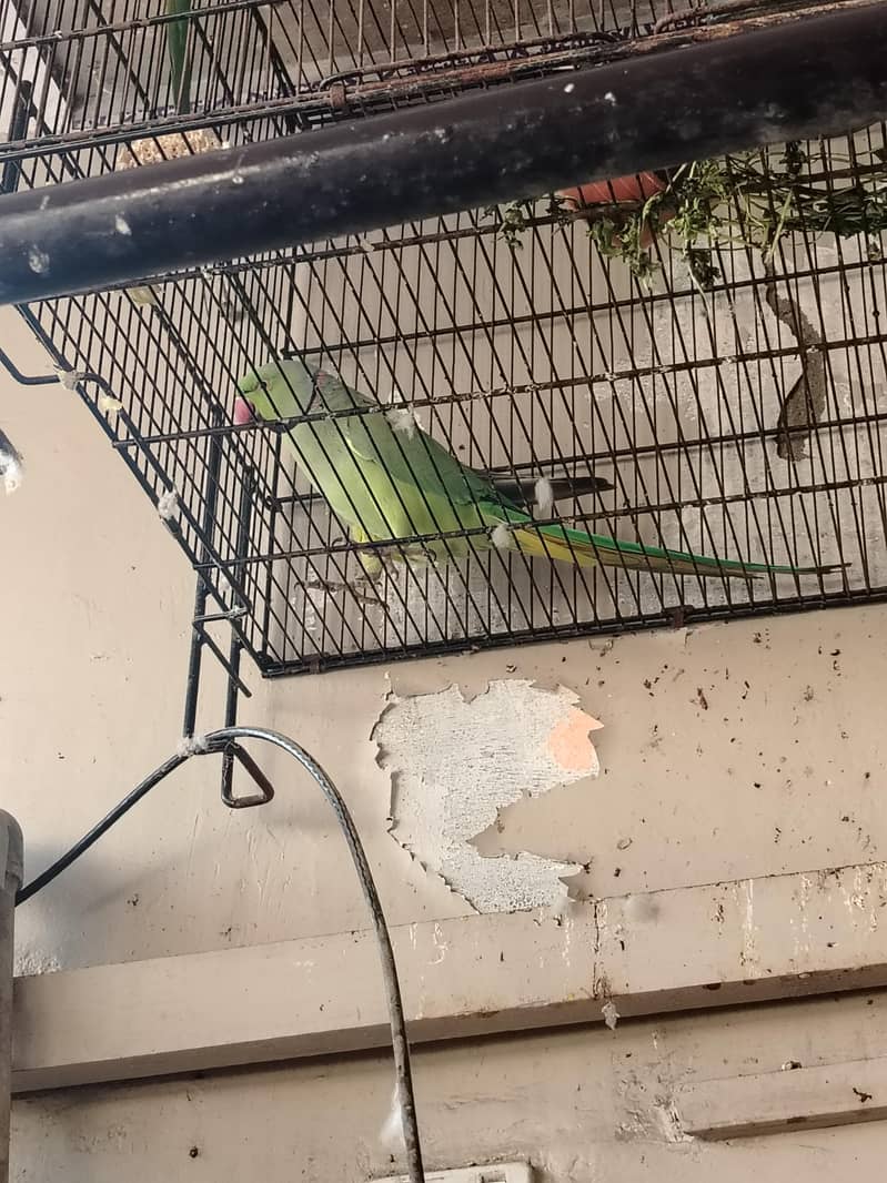 ringneck 7