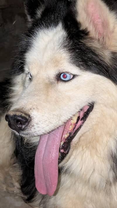 Pure Siberian Husky Male Dog Blue Eyes – Healthy & Active