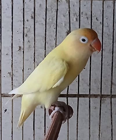 lovebirds breeder