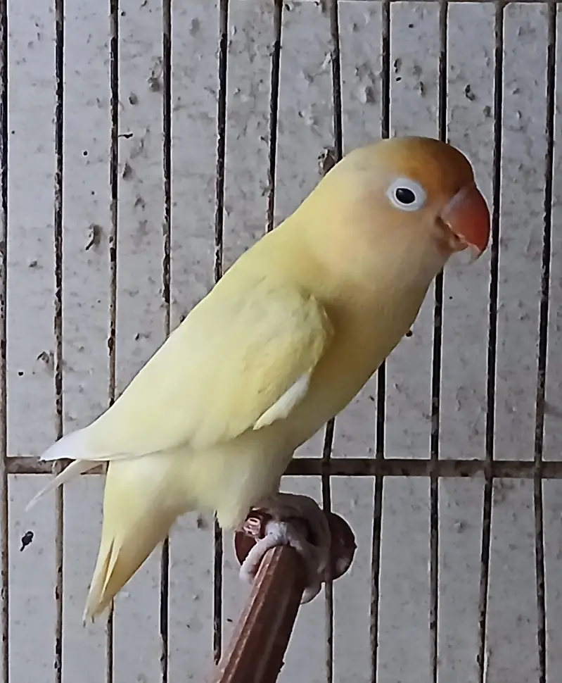 lovebirds breeder
