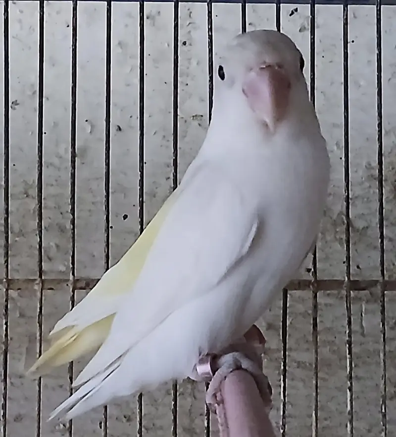 lovebirds breeder — photo 2