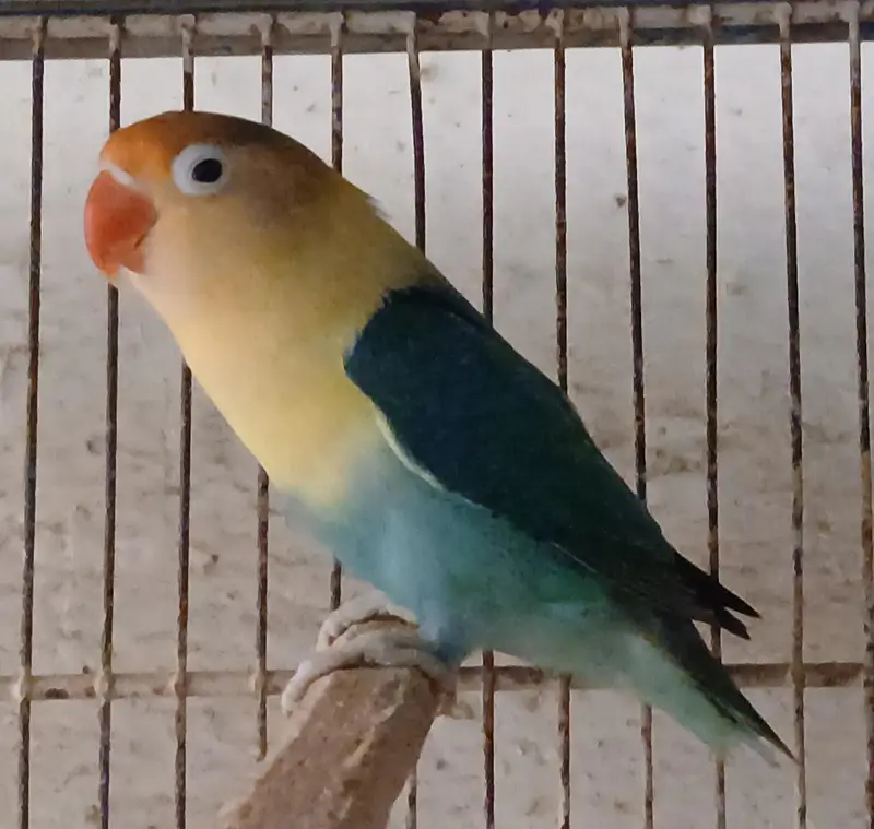 lovebirds breeder — photo 3